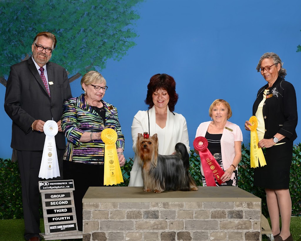 Élevage Depasquiet - Yorkshire Terrier | 357 Chem. Lavallée, Hemmingford, QC J0L 1H0, Canada | Phone: (514) 237-8300