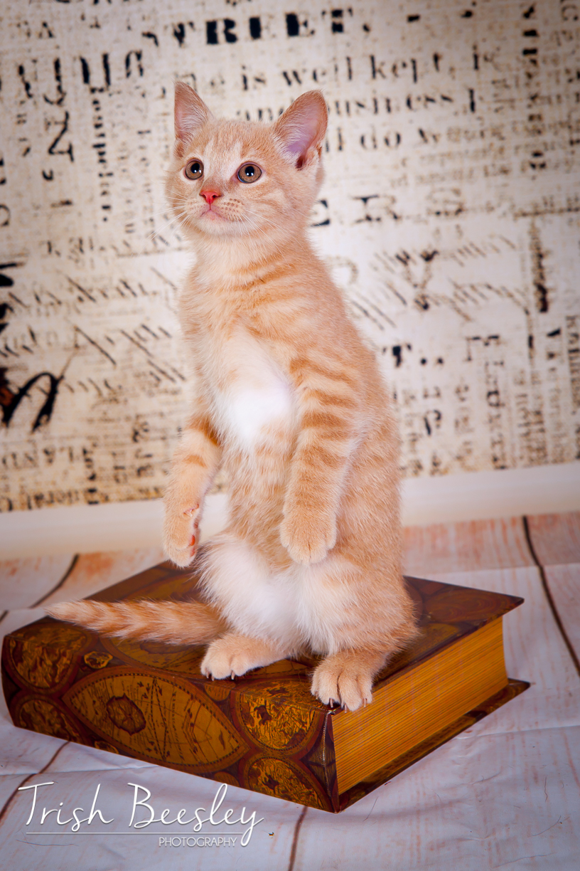 Trish Beesley Photography & Graphic Design | 3A King St S Unit 3, Cookstown, ON L0L 1L0, Canada | Phone: (416) 476-7812