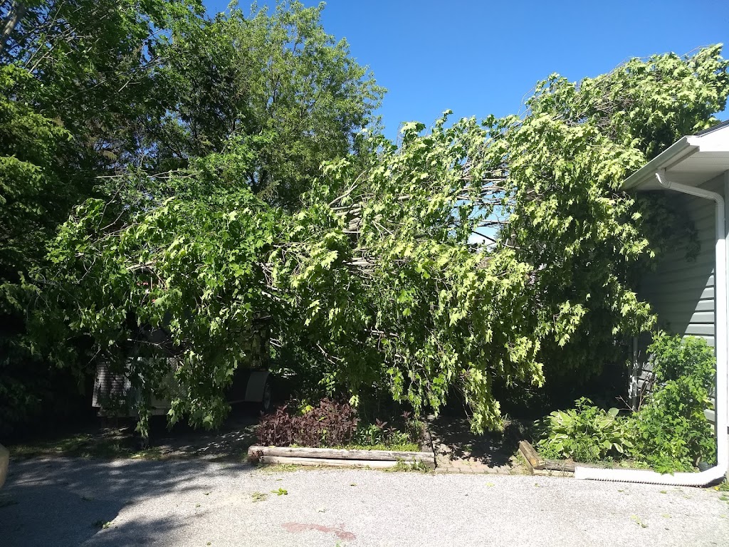 Apex Tree Surgeons - Tree Services Orillia | 4 Cheslock Cres, Orillia, ON L0K 2G0, Canada | Phone: (705) 955-7424