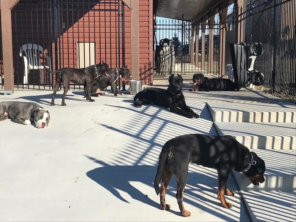 Elite K9K | 6136 Concession Rd 6 N, Amherstburg, ON N9V 0C8, Canada | Phone: (226) 787-1243