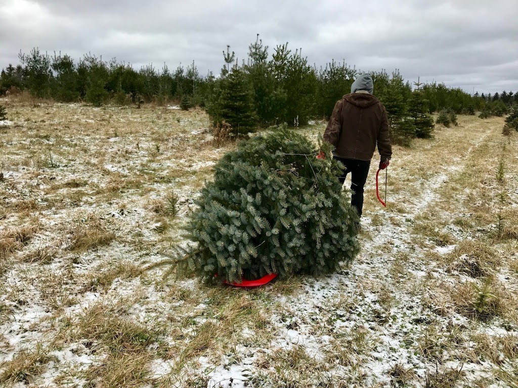 Elliott Tree Farm | 9467 Erin East Garafraxa Townline, Hillsburgh, ON N0B 1Z0, Canada | Phone: (519) 216-0699