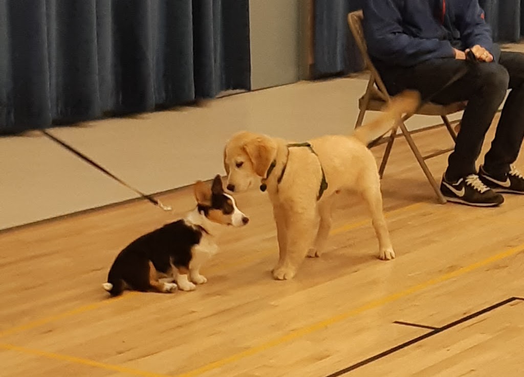 Alpha Dog House Training and Pet Care | 7923 Northwind Dr, Lantzville, BC V0R 2H0, Canada | Phone: (250) 618-1580