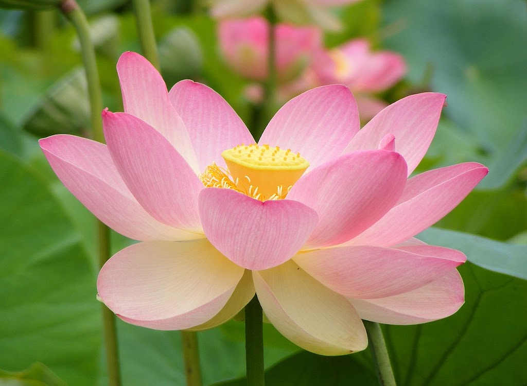 Flora Medical pharmacy | 500 Bank St unit 2, Ottawa, ON K2P 1Z4, Canada | Phone: (613) 231-5333