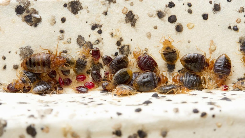 PEST CONTROL BRAMPTON - FAST | 63 Trailside Walk, Brampton, ON L6S 6H6, Canada | Phone: (647) 370-8805