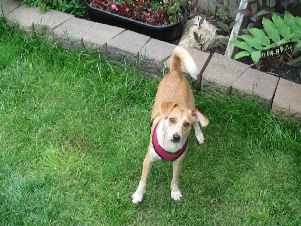 Clayton Park Veterinary Hospital | 278 Lacewood Dr, Halifax, NS B3M 3N8, Canada | Phone: (902) 443-4345