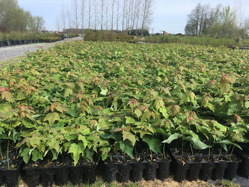 Pépinière Vert Forêt | 1219 Rang Sainte-Rose, Saint-Jude, QC J0H 1P0, Canada | Phone: (450) 792-6443