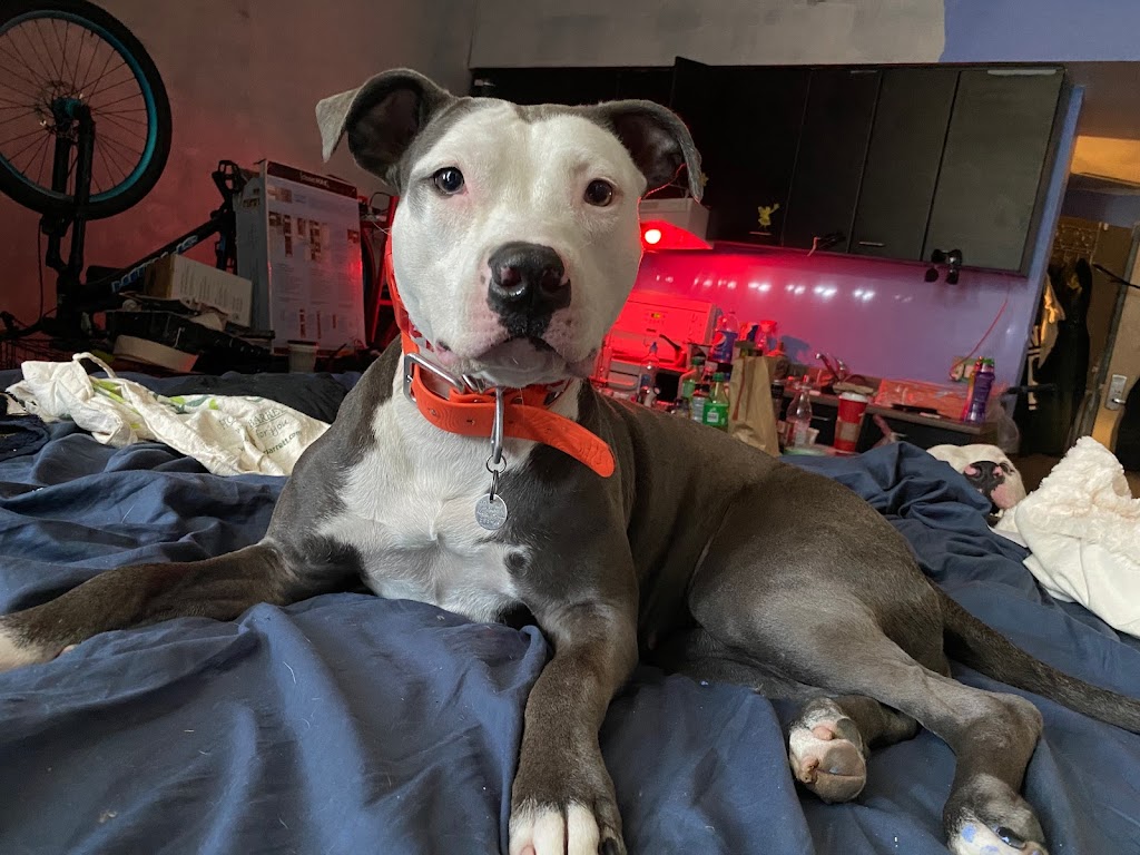 Mega Pitty Pitbulls | 17925 56a Ave, Surrey, BC V3S 4H5, Canada | Phone: (604) 835-7769