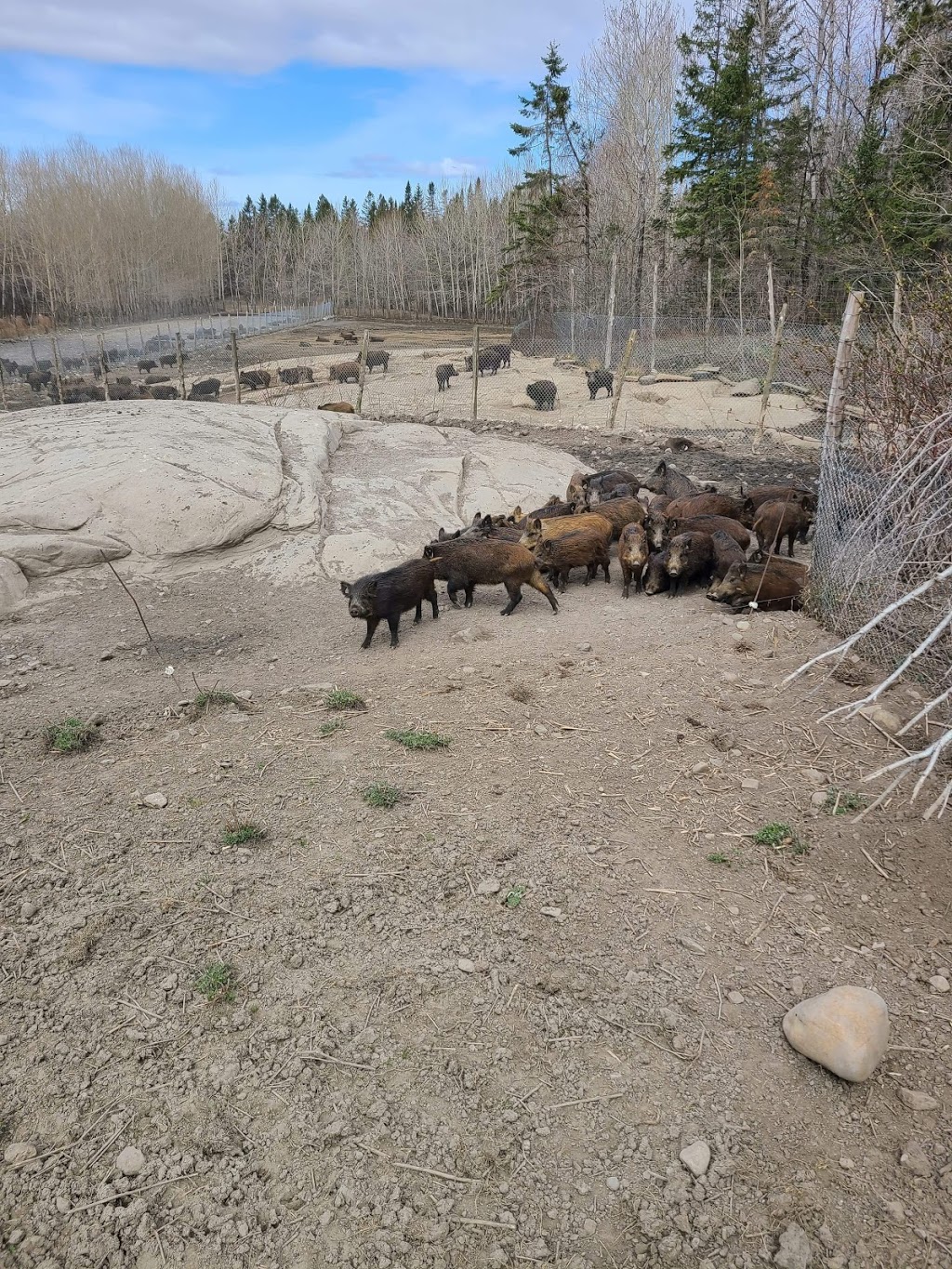Ferme Sanglier des Bois | 440 Rang Petit Capsa, Saint-Augustin-de-Desmaures, QC G3A 1W8, Canada | Phone: (418) 878-0010