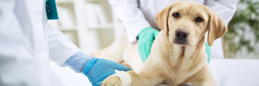 St Clair Animal Hospital | 217 Hill St, Corunna, ON N0N 1G0, Canada | Phone: (519) 813-9116