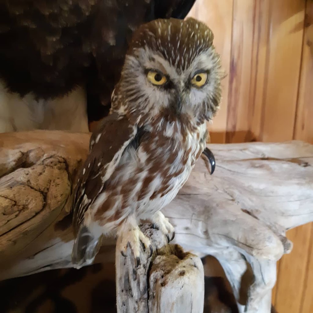 Taxidermy Pei | 2225 Covehead Rd, York, PE C0A 1P0, Canada | Phone: (902) 672-1430