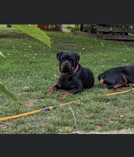 Colossal Onyx Rottweilers | 4956 Fifth Line, Erin, ON N0B 1T0, Canada | Phone: (519) 827-6620