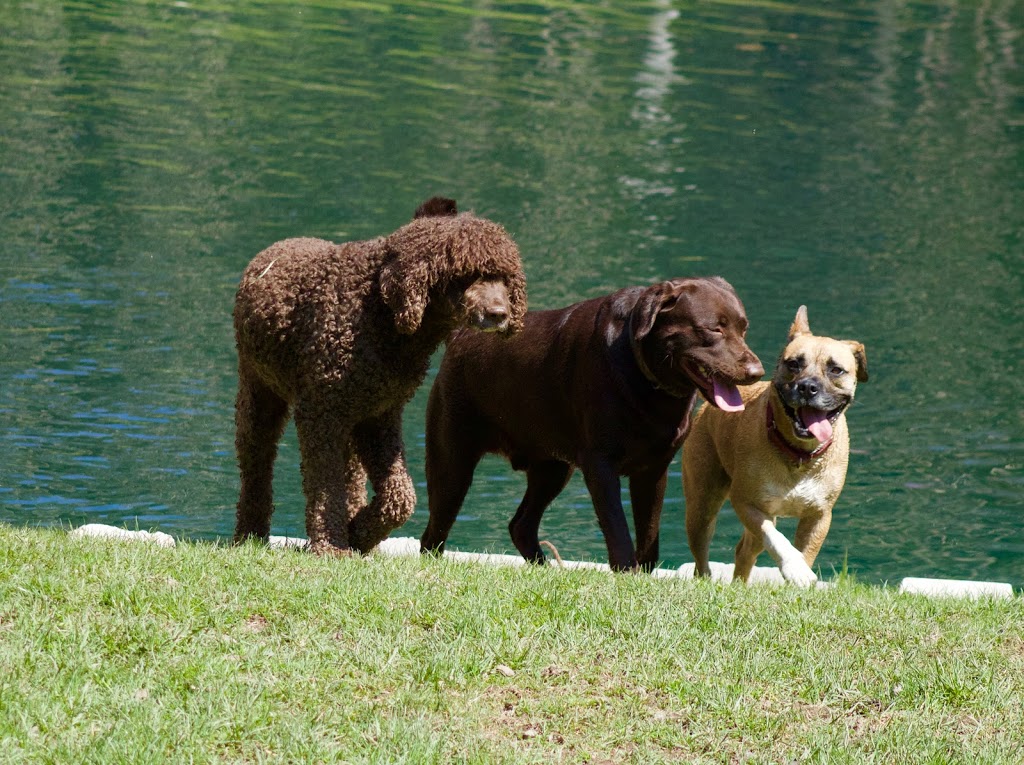 R & R Pet Paradise | 9449 1 Rd N, Harriston, ON N0G 1Z0, Canada | Phone: (519) 338-2223