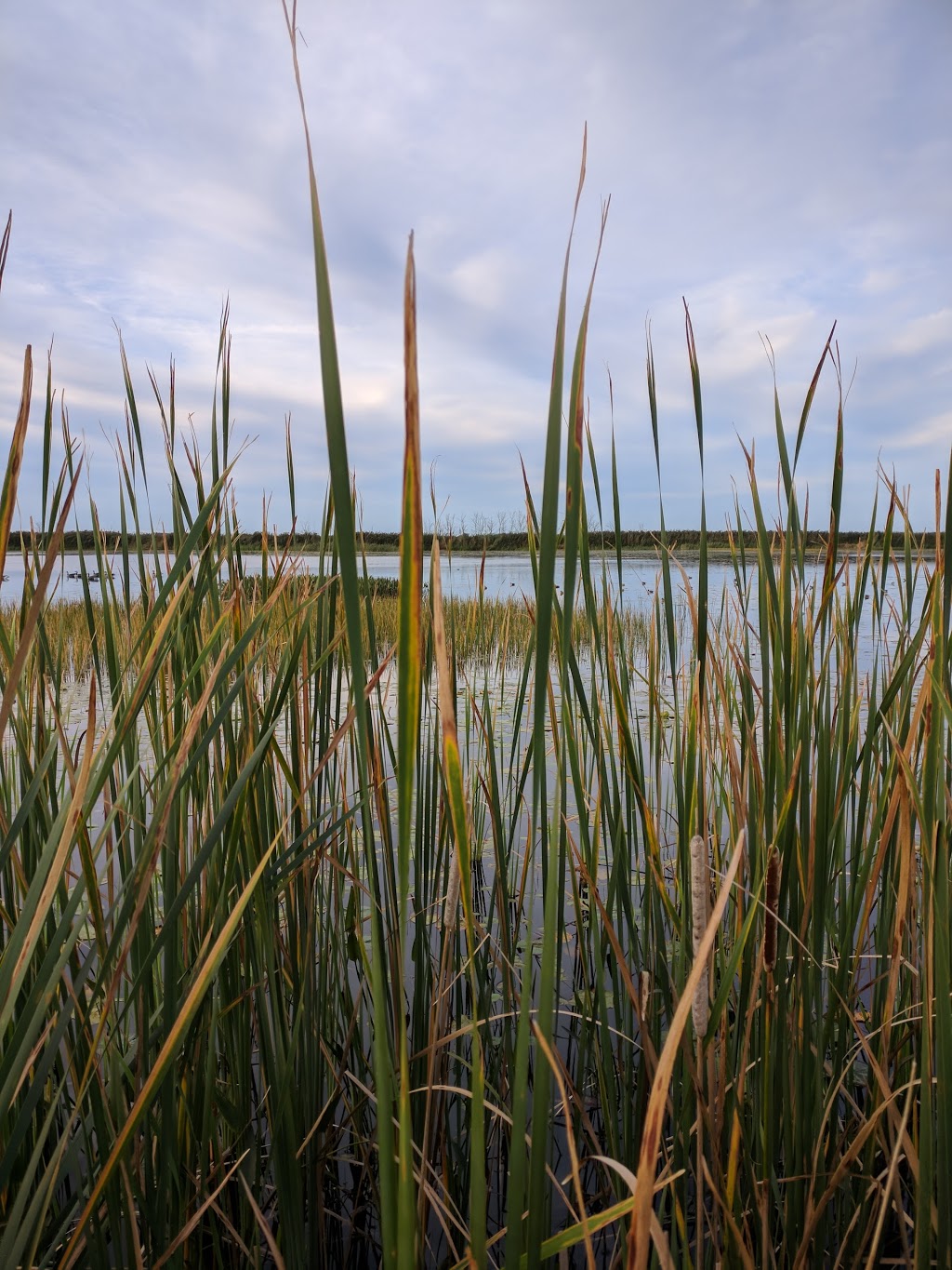 Saint Clair Flats State Wildlife Area | 3857 Columbine Rd, Harsens Island, MI 48028, USA | Phone: (810) 748-9504