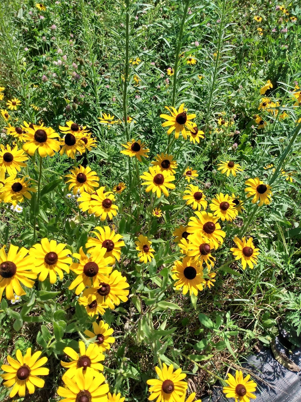Veghead Farm | 18 Walgate Ave, Nepean, ON K2E 6M2, Canada | Phone: (613) 716-0939