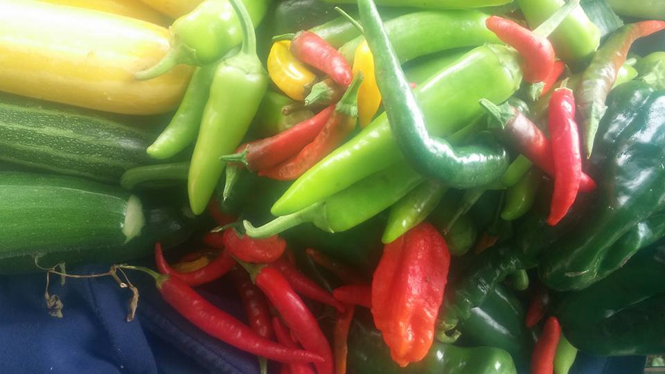 Mountain River Farm | 712 Torbrook Rd, Wilmot, NS B0P 1W0, Canada | Phone: (902) 825-9257