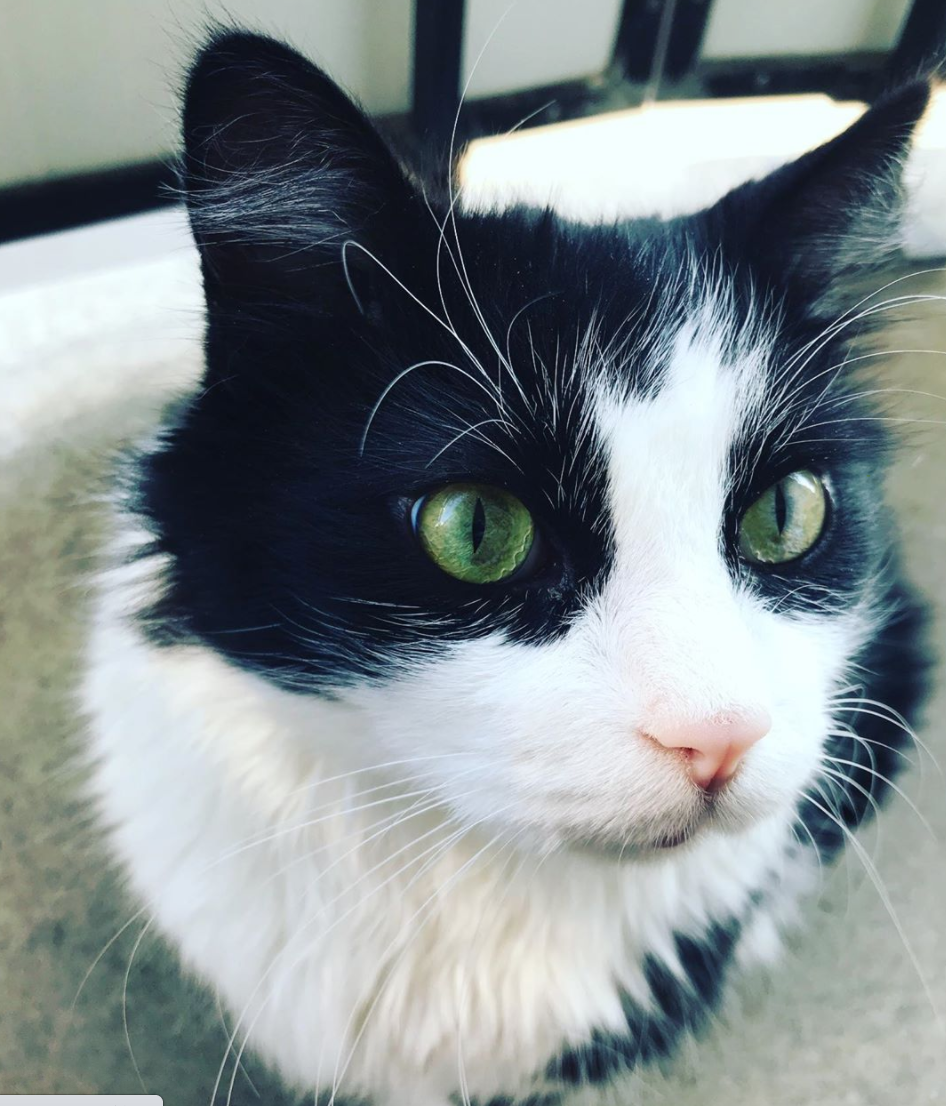 Downtown Toronto Cat Clinic | 739 Bloor St W, Toronto, ON M6G 1L6, Canada | Phone: (416) 479-0142