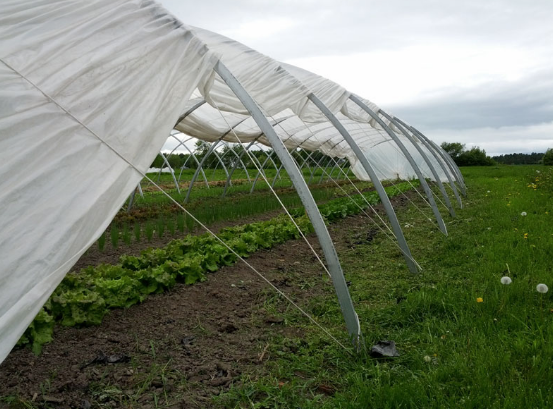 Field Good Farms | 1345 Levac Rd, Cache Bay, ON P0H 1G0, Canada | Phone: (705) 978-1664