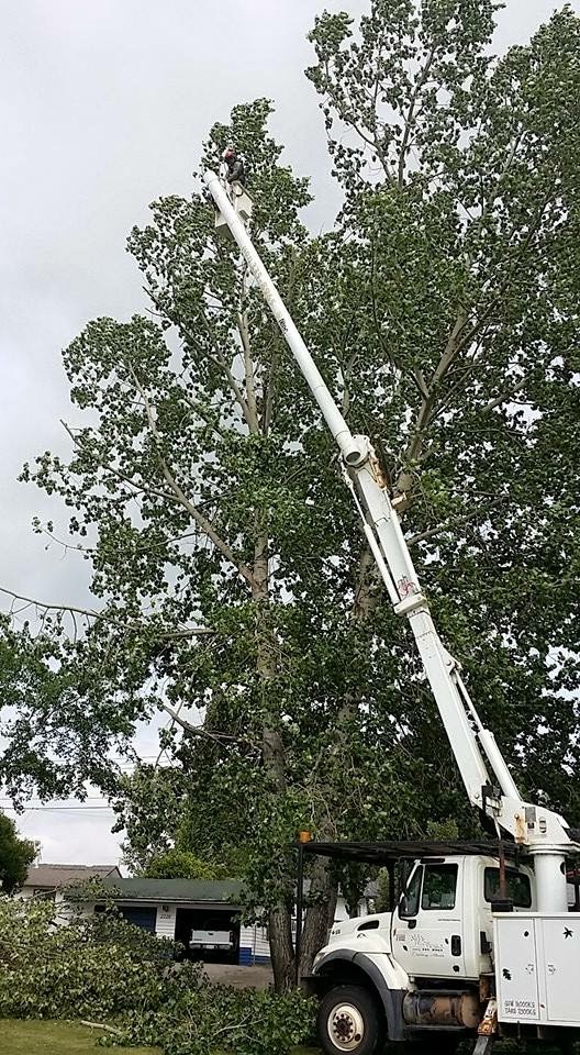 For Trees Company Limited | 1448 Township Rd 312A, Didsbury, AB T0M 0W0, Canada | Phone: (403) 335-8965