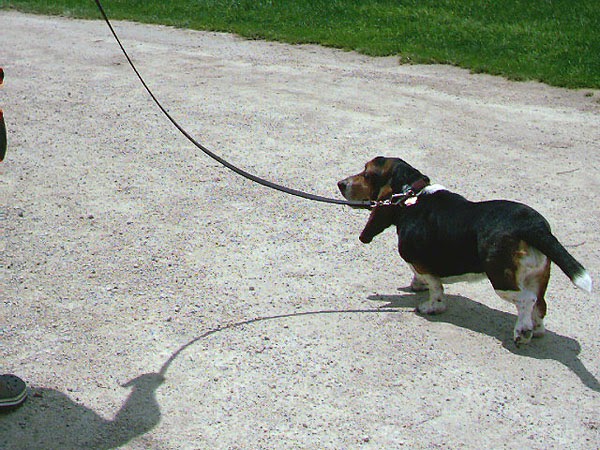 Beastmaster Farm | 1226 Beitz Rd, Breslau, ON N0B 1M0, Canada | Phone: (519) 635-4195