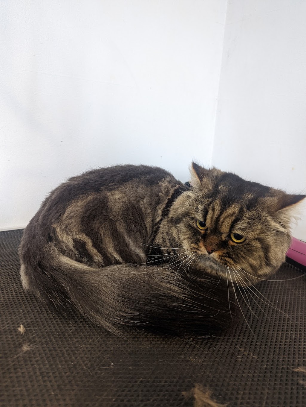 Nadias Grooming | 1575 Ellesmere Rd, Scarborough, ON M1P 2Y3, Canada | Phone: (416) 797-3545