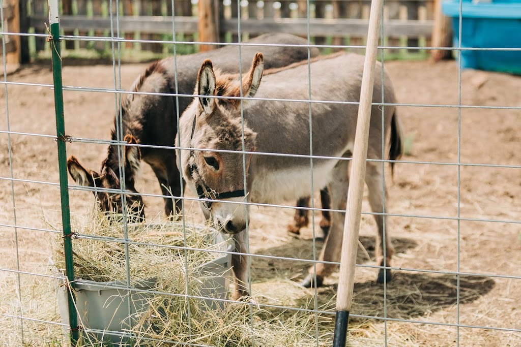 White Barn Fun Farm | Range Rd 154, Duchess, AB T0J 0Z0, Canada | Phone: (403) 501-3907