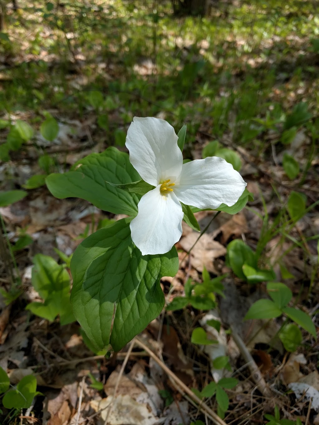 Durham Regional Forest | Concession Rd 7, Uxbridge, ON L9P 1R4, Canada | Phone: (905) 852-0095