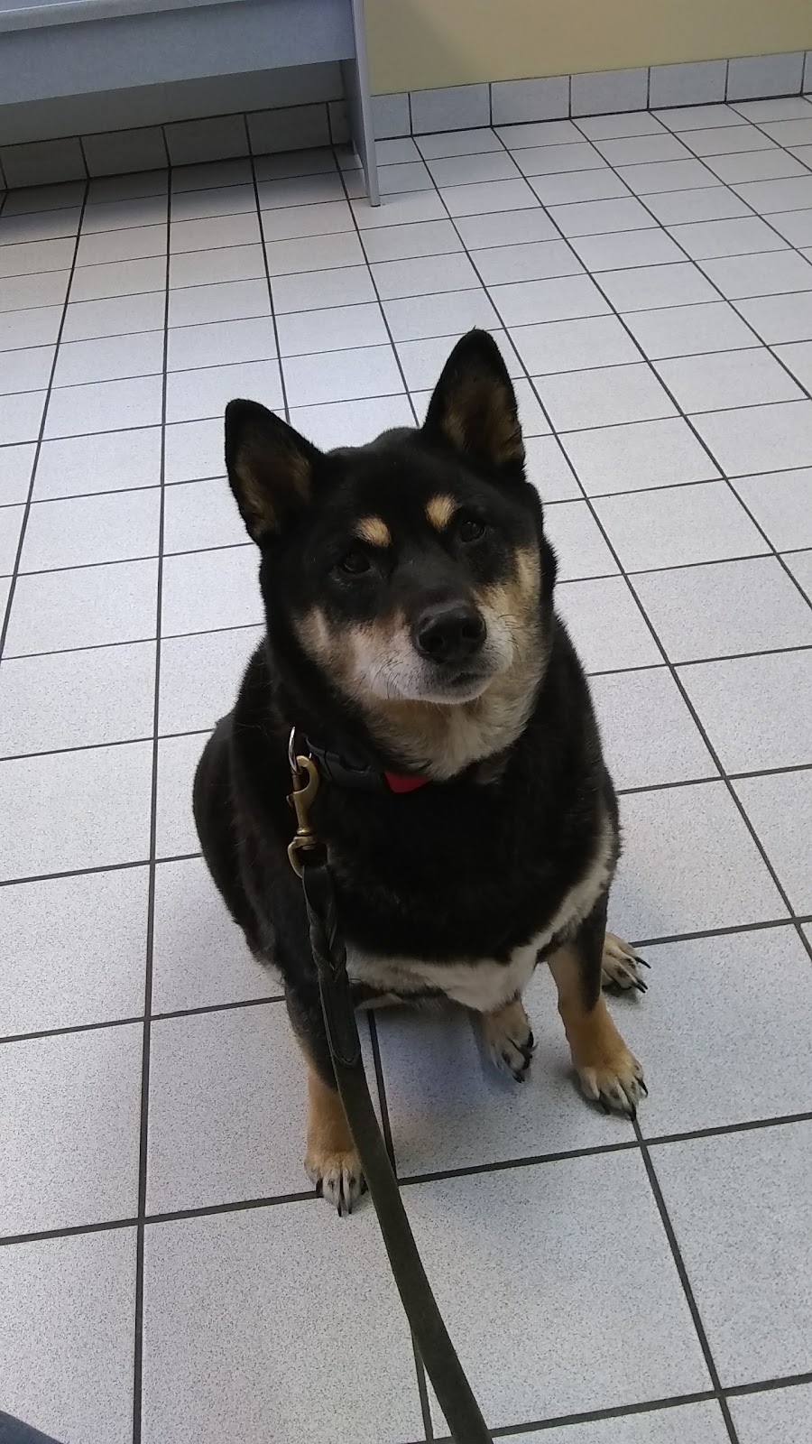 Yale Veterinary Hospital | 10930 Yale Rd, Brockway, MI 48097, USA | Phone: (810) 387-4370