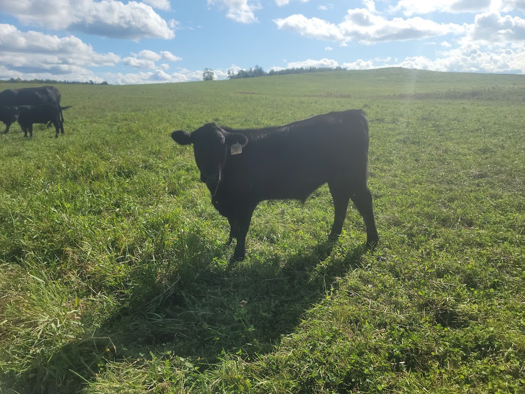 Angus Arabian Devon East | 205 Austin Rd, Mill Cove, NB E4C 3C1, Canada | Phone: (506) 488-2181