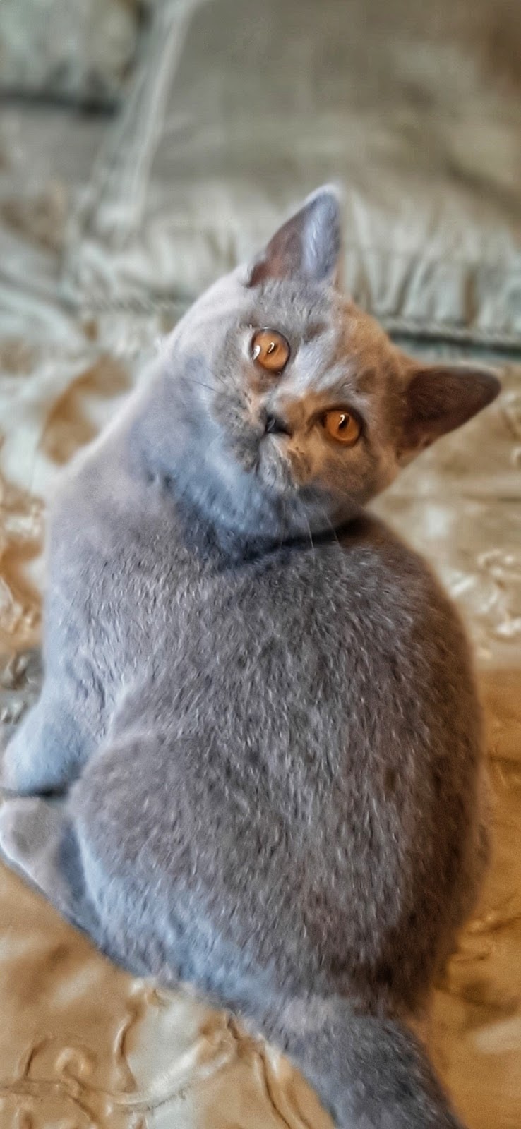 Blubears Cattery | 111 White Ct, Miramichi, NB E1V 1Z8, Canada | Phone: (506) 622-2574