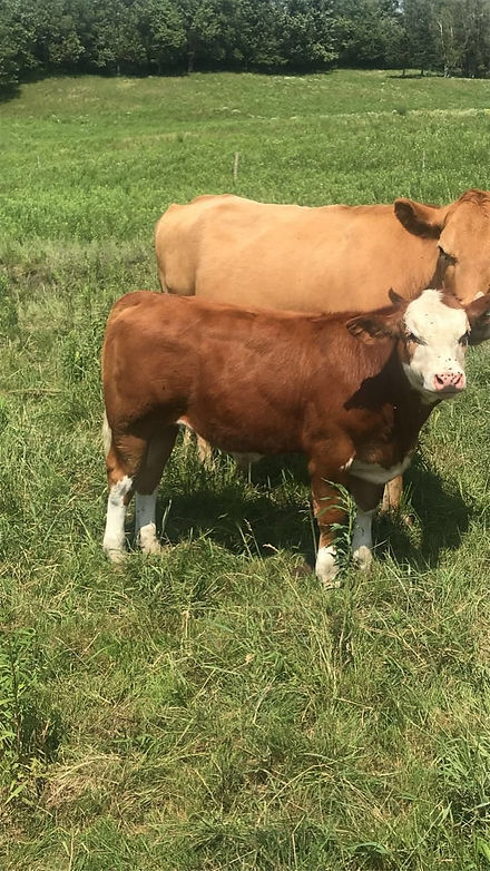 Bownick Farm | 145 Chem. Flanders, Waterville, QC J0B 3H0, Canada | Phone: (819) 837-0573