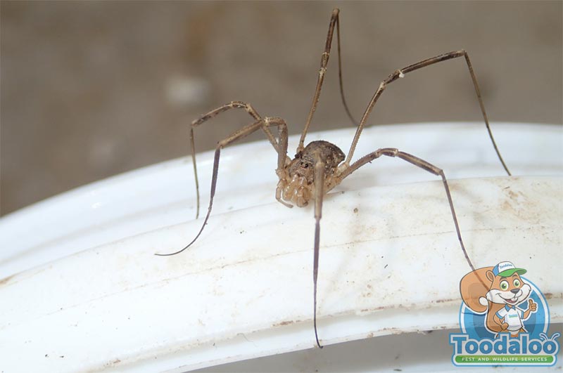 Toodaloo Pest Control | 17 Fawcett Rd #106b, Coquitlam, BC V3K 6V2, Canada | Phone: (844) 866-3256