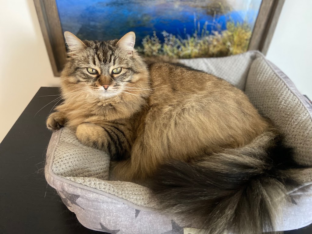 Pet Connection Pet Grooming | 1662 Valleyview Dr, Kamloops, BC V2C 4B5, Canada | Phone: (250) 372-3800