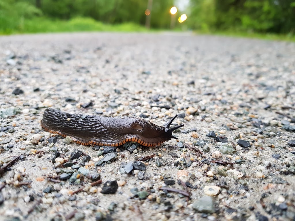 Southside Trail | Southside Trail, Burnaby, BC V3N 4G7, Canada