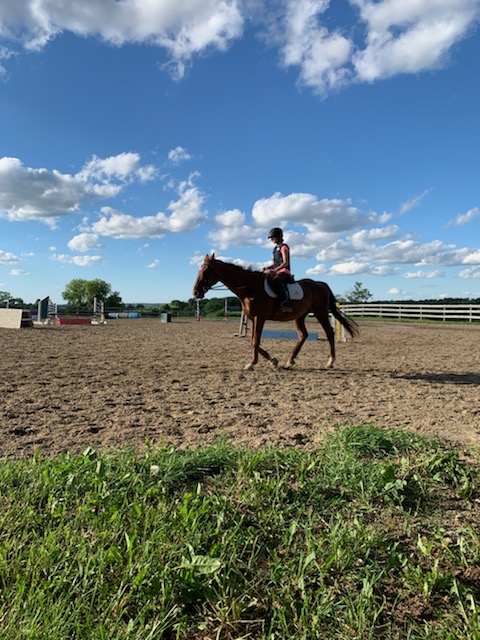 Hilltop Equestrian | 332 Sandford Rd, Uxbridge, ON L9P 1R1, Canada | Phone: (416) 402-7608