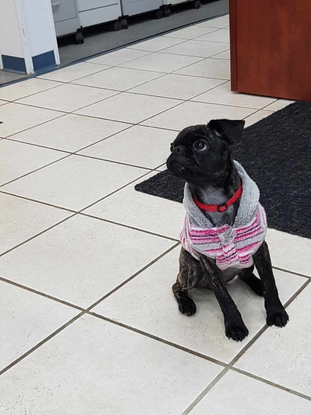 Uncas Veterinary Clinic | 52307 Range Rd 213 #265, Sherwood Park, AB T8G 1C1, Canada | Phone: (780) 922-5447