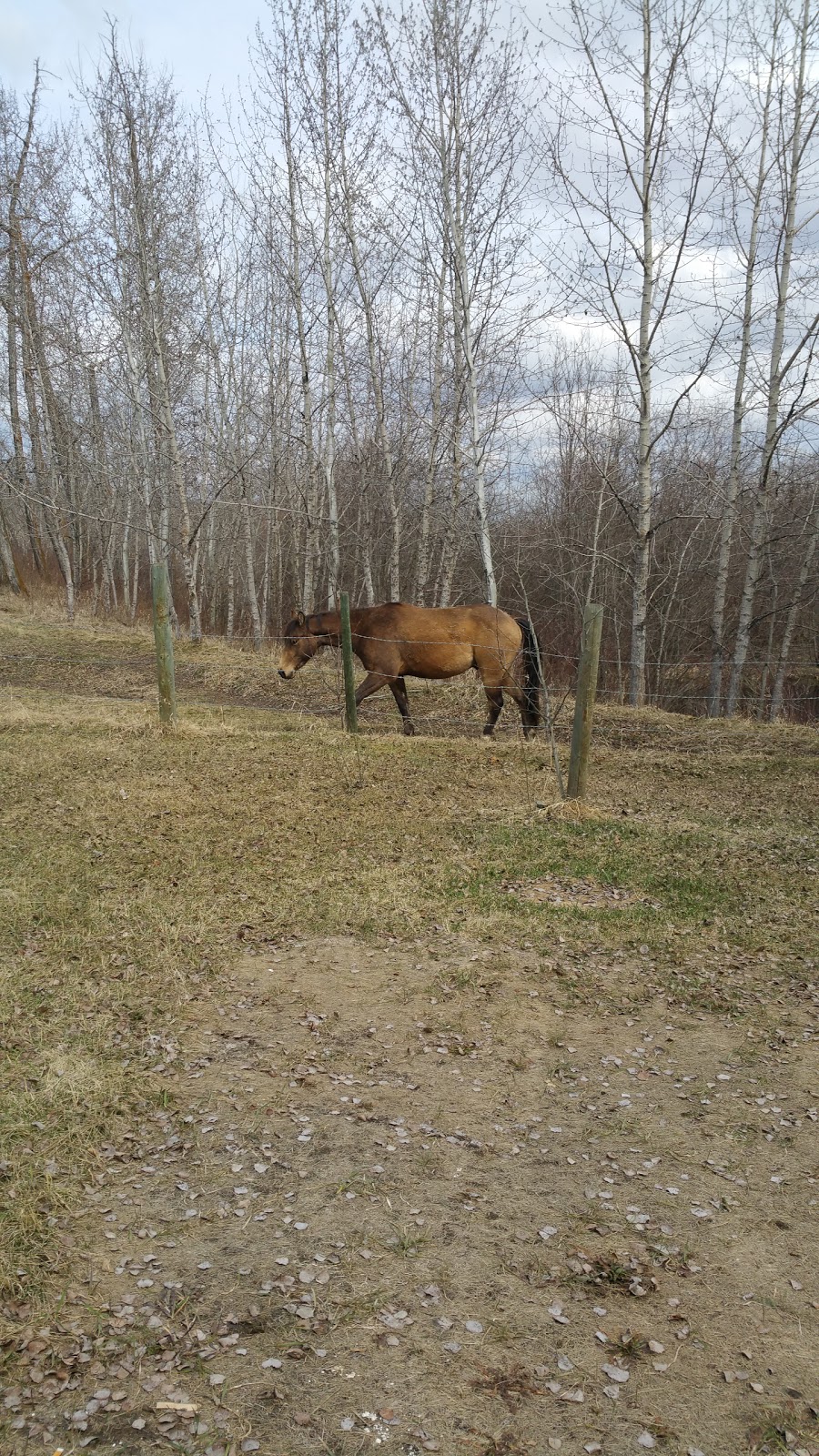 Mcleod Creek Farm and Campground | Sturgeon County, AB, 56415 Hwy 28, Box 966, Gibbons, AB T0A 1N0, Canada | Phone: (780) 913-5405