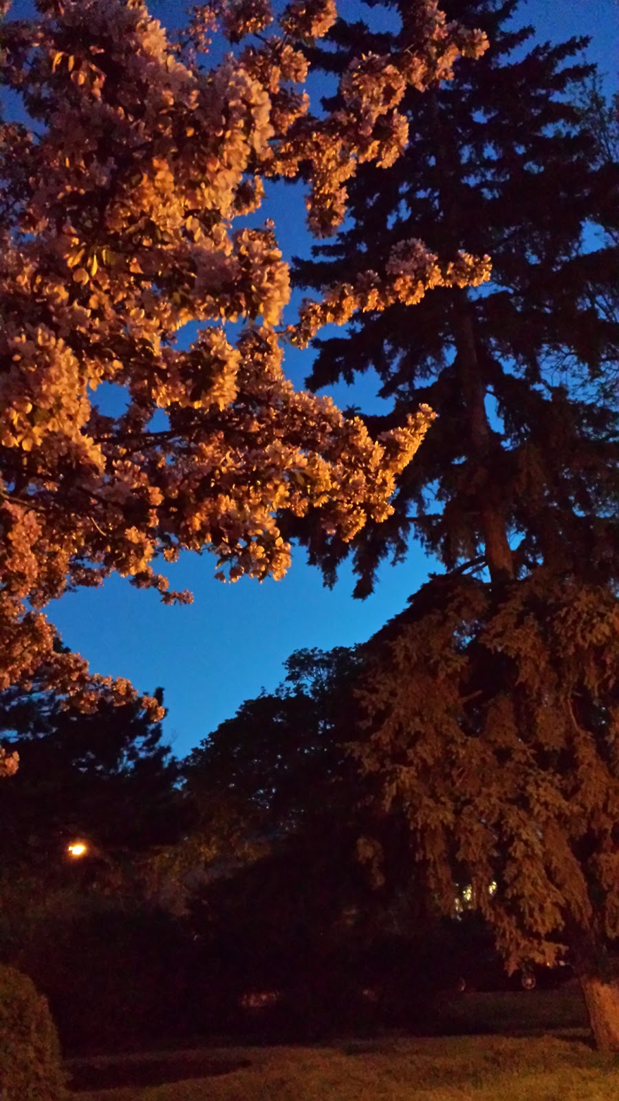 Schofield Park | Mount Royal, QC H3R, Canada