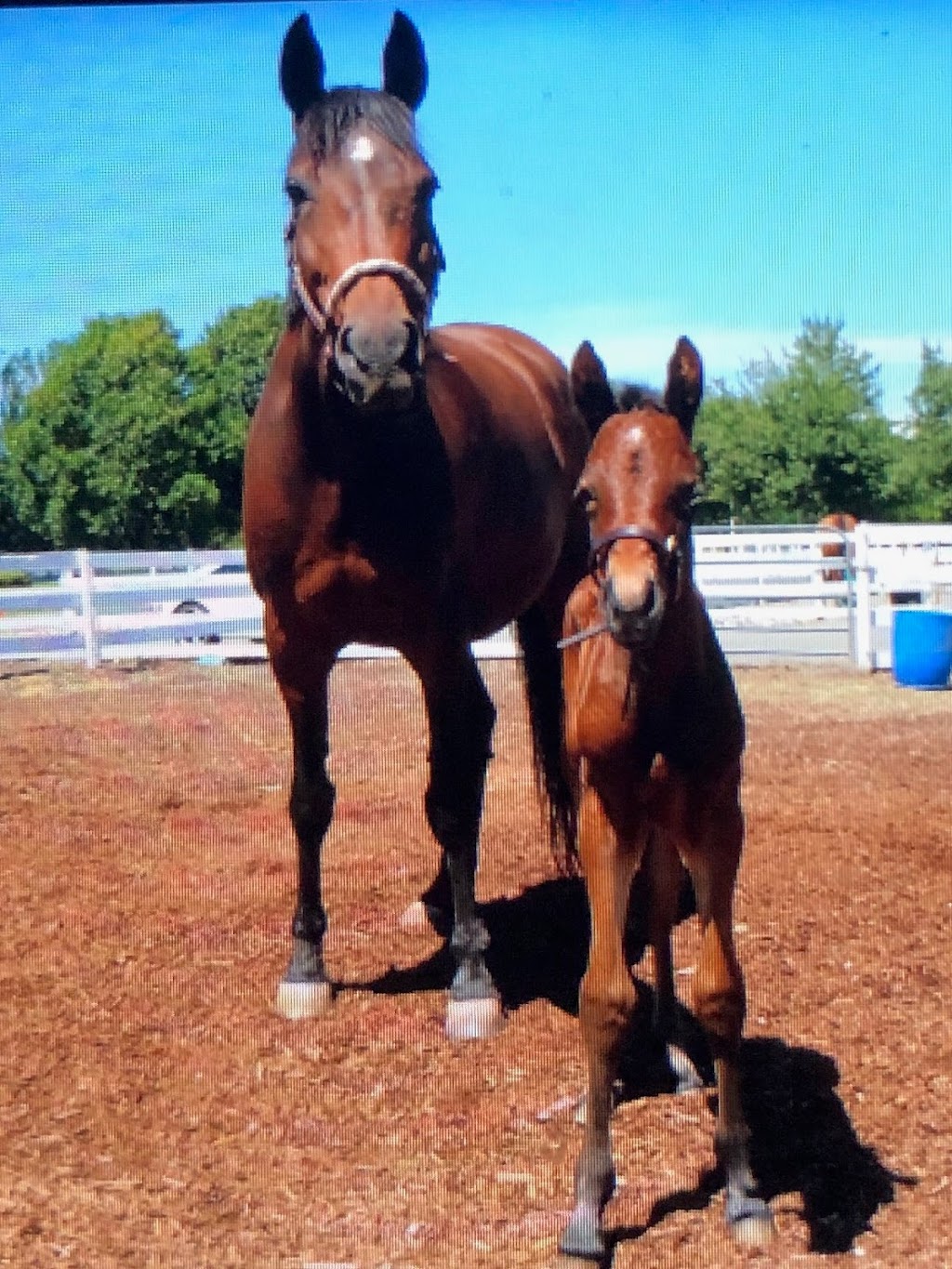 Pacific Meadows Equestrian Center | 5575 34b Ave, Delta, BC V4L 2P1, Canada | Phone: (778) 319-3324
