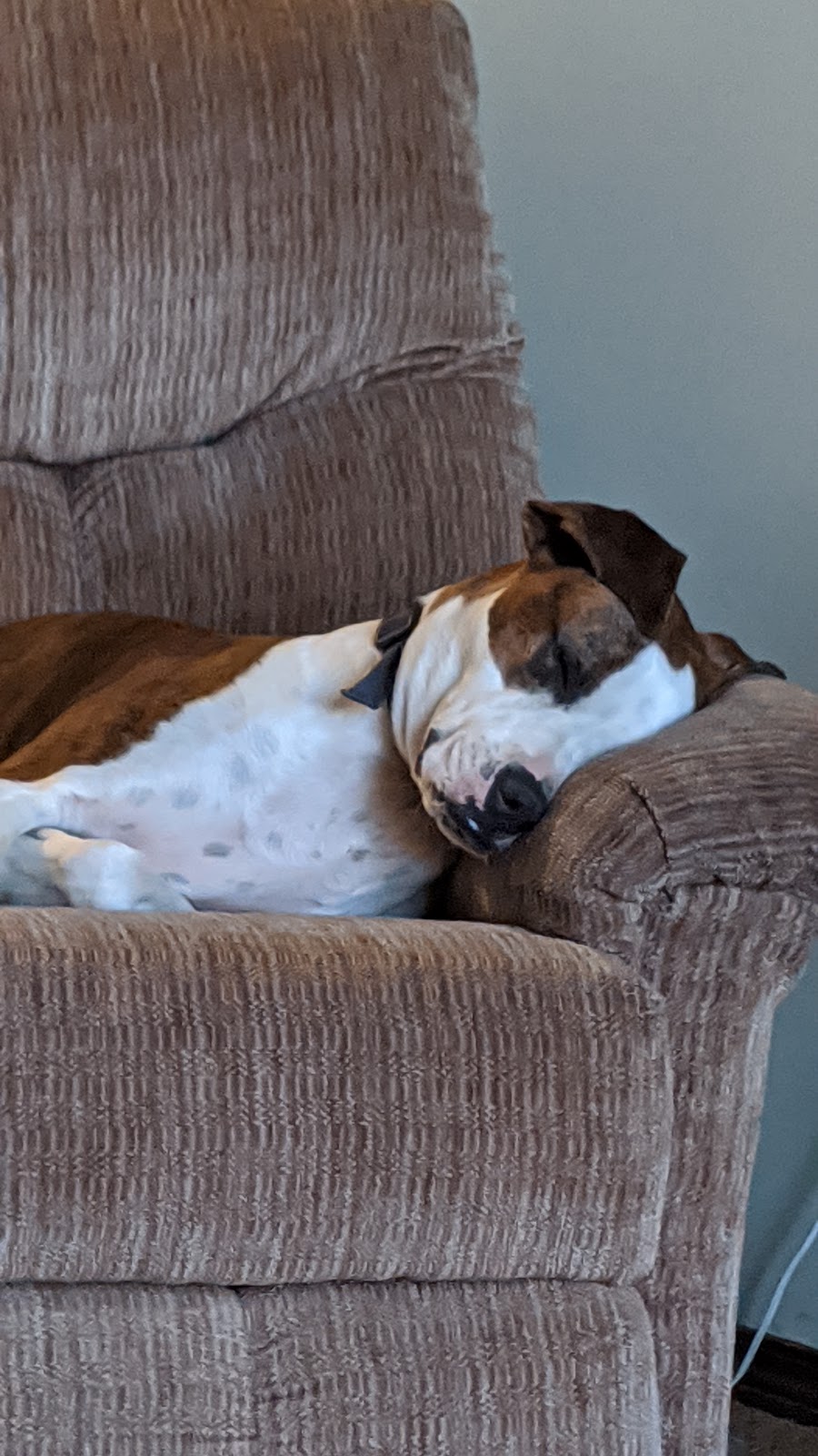 Pawsitive Pups Daycare and Training | 5-805 11 Ave SE, High River, AB T1V 1P2, Canada | Phone: (403) 336-0988