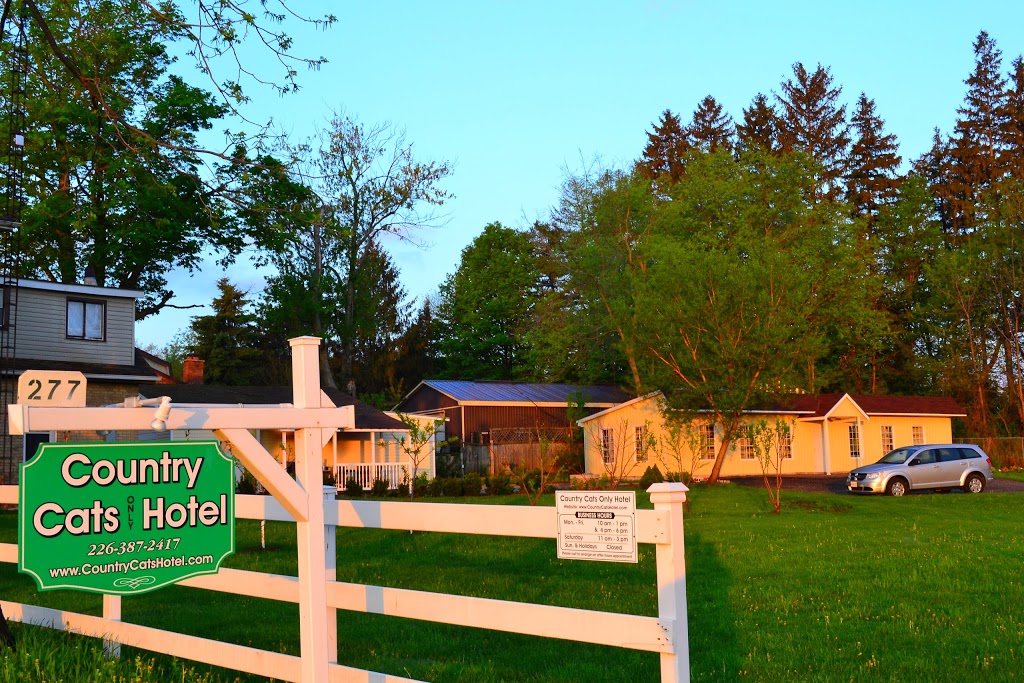 Country Cats Only Hotel | 277 Cockshutt Rd, Brantford, ON N3T 5L6, Canada | Phone: (226) 387-2417