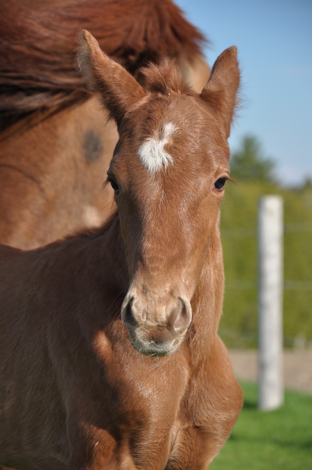 Garden Park Hanoverians | 8234 Mill St, Campbellcroft, ON L0A 1B0, Canada | Phone: (905) 448-7874