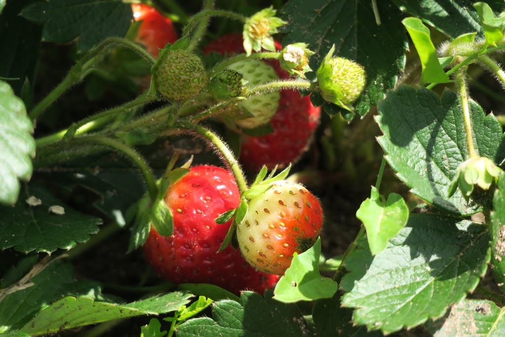 Simpler Thyme Organic Farm | 1749 HWY 6 N, Hamilton, ON L8N 2Z7, Canada | Phone: (905) 659-1576
