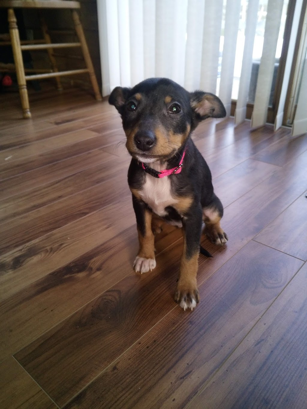 Copper Creek Kennels | 675 East Road Loop, Bancroft, ON K0L 1C0, Canada | Phone: (613) 338-2377
