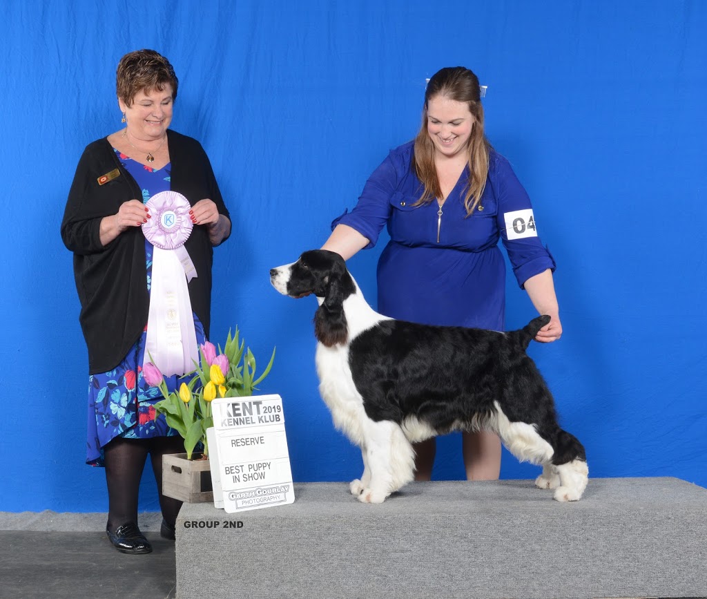 Trojh English Springer Spaniels | 757 Arthur St, Ayton, ON N0G 1C0, Canada | Phone: (519) 665-7488