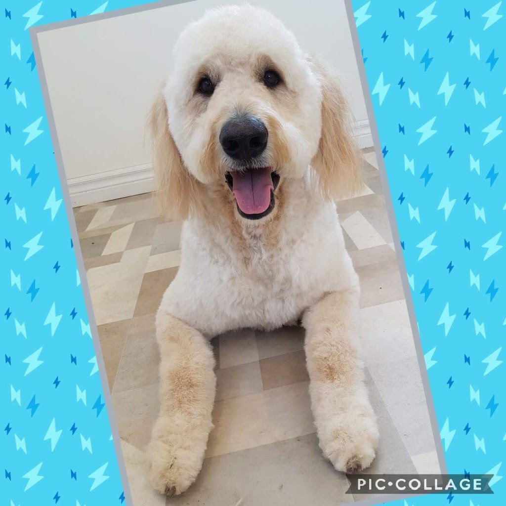 HOUNDS on the HILL Grooming, Boarding & Daycare | 4172 East River East Side Road, Plymouth, NS B2H 5C5, Canada | Phone: (902) 754-1702