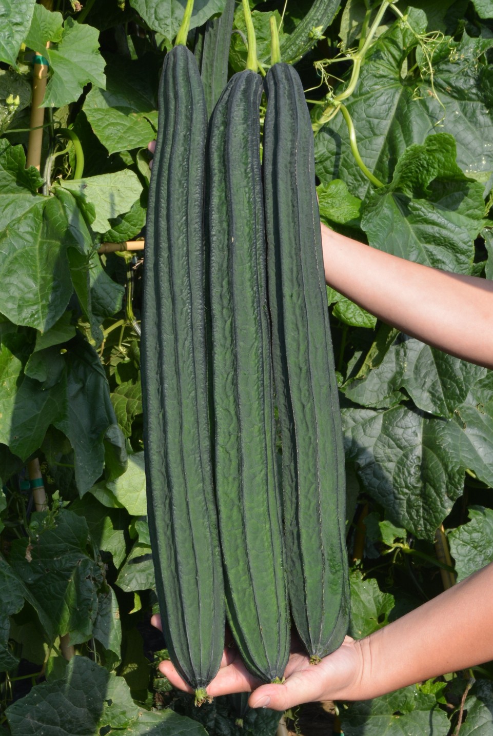 AgroHaitai Ltd. | 2764 Governors Rd, Lynden, ON L0R 1T0, Canada | Phone: (519) 647-2280