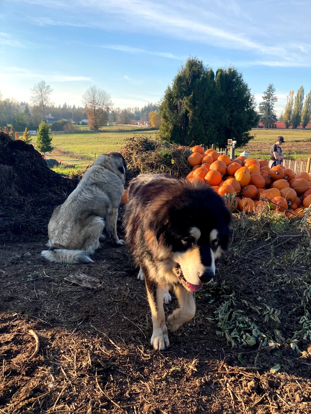 Early Bird Family Farm | 2768 256 St, Langley Twp, BC V4W 1Y4, Canada | Phone: (604) 614-6184