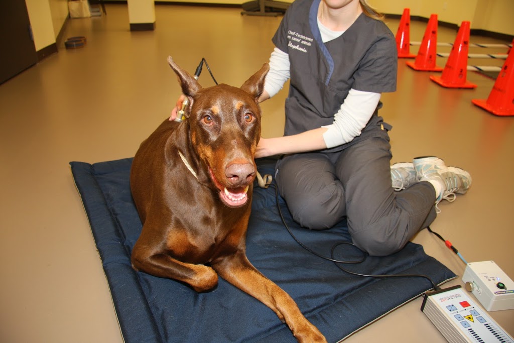 Animal 911 Hopital Veterinaire | 11400 Boul Gouin O, Roxboro, QC H8Y 1X8, Canada | Phone: (514) 685-8387
