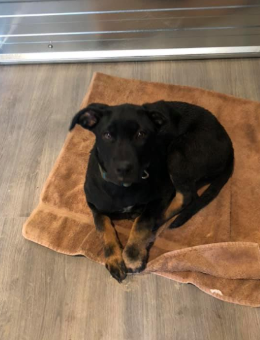 Cedar Ridge Canine | 2521 Townend Rd, Duncan, BC V9L 4L4, Canada | Phone: (250) 710-7525