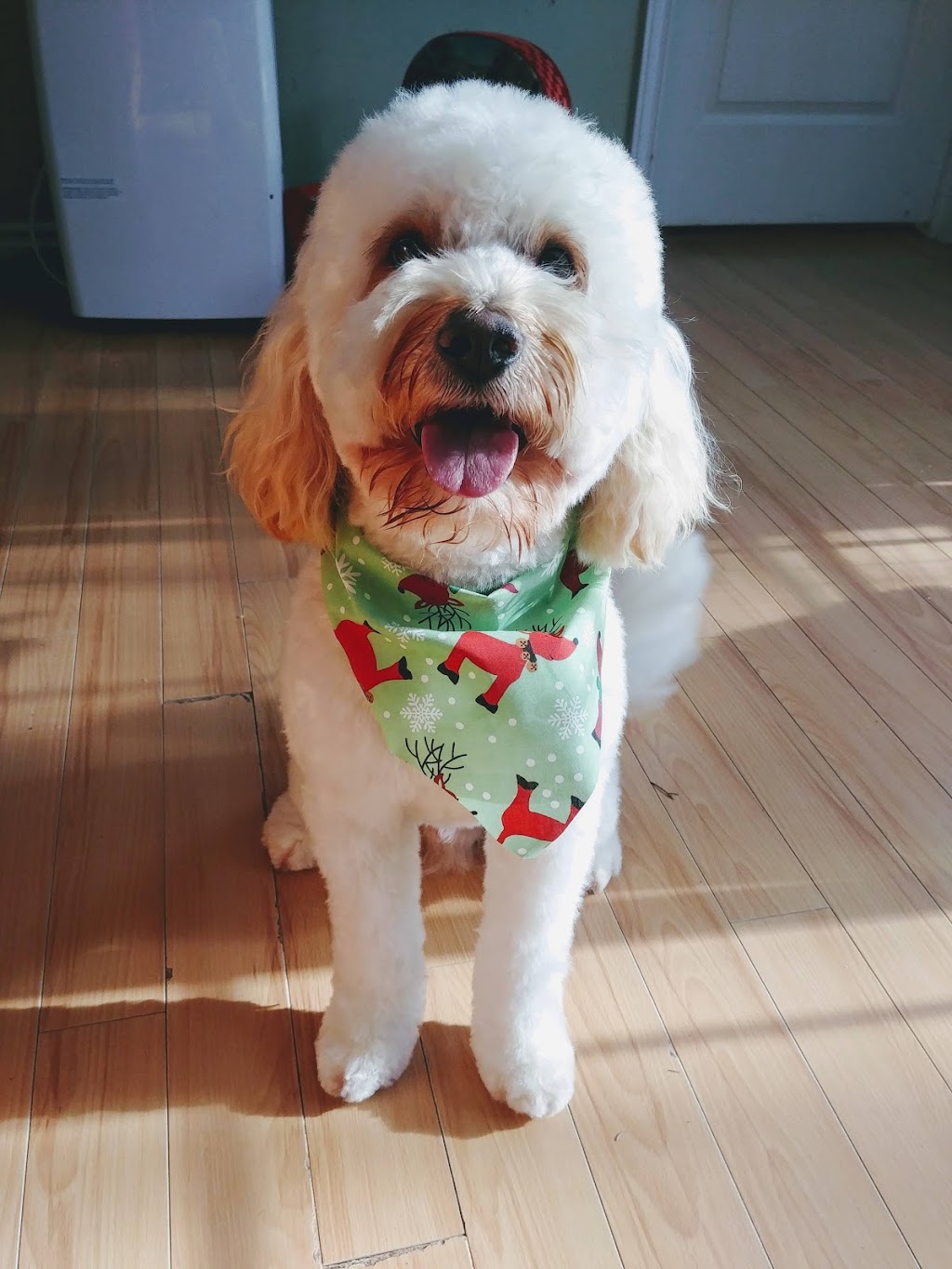 Kenzies K9s On The Shore | 57 Stella Dr, Porters Lake, NS B0J 1N0, Canada | Phone: (902) 281-2440